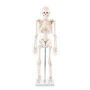 Skeleton Half - size - 200 Bones, Adult Human