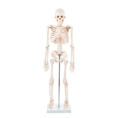 Skeleton Half - size - 200 Bones, Adult Human