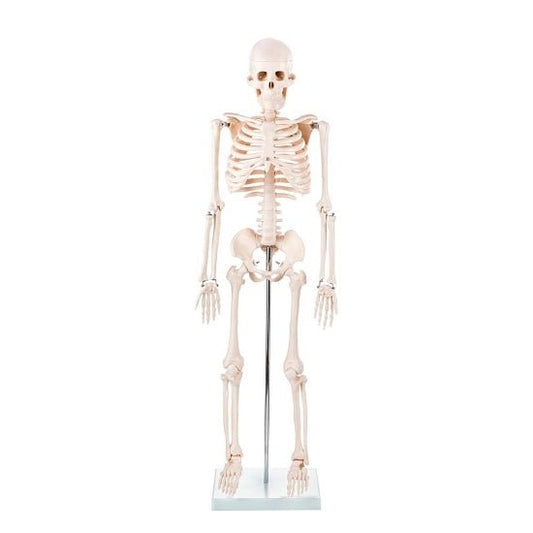 Skeleton Half - size - 200 Bones, Adult Human