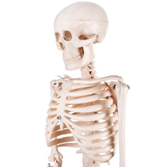 Skeleton Half - size - 200 Bones, Adult Human