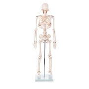 Skeleton Half - size - 200 Bones, Adult Human