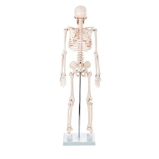 Skeleton Half - size - 200 Bones, Adult Human