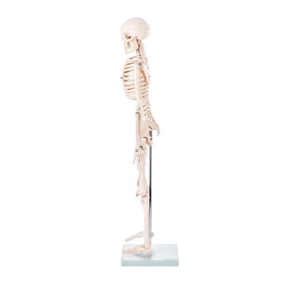 Skeleton Half - size - 200 Bones, Adult Human