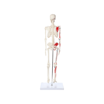 Skeleton Half - size - Showing Muscles and Ligaments, Adult Human