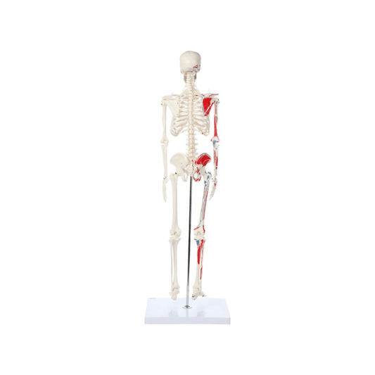 Skeleton Half - size - Showing Muscles and Ligaments, Adult Human