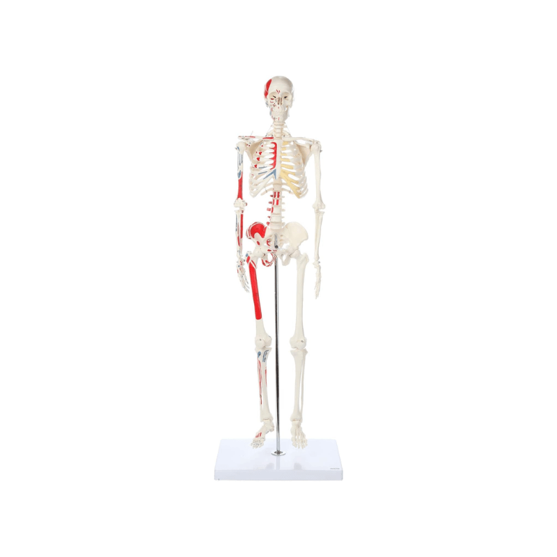 Skeleton Half - size - Showing Muscles and Ligaments, Adult Human