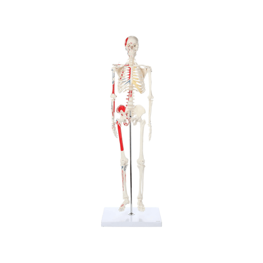 Skeleton Half - size - Showing Muscles and Ligaments, Adult Human