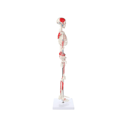Skeleton Half - size - Showing Muscles and Ligaments, Adult Human