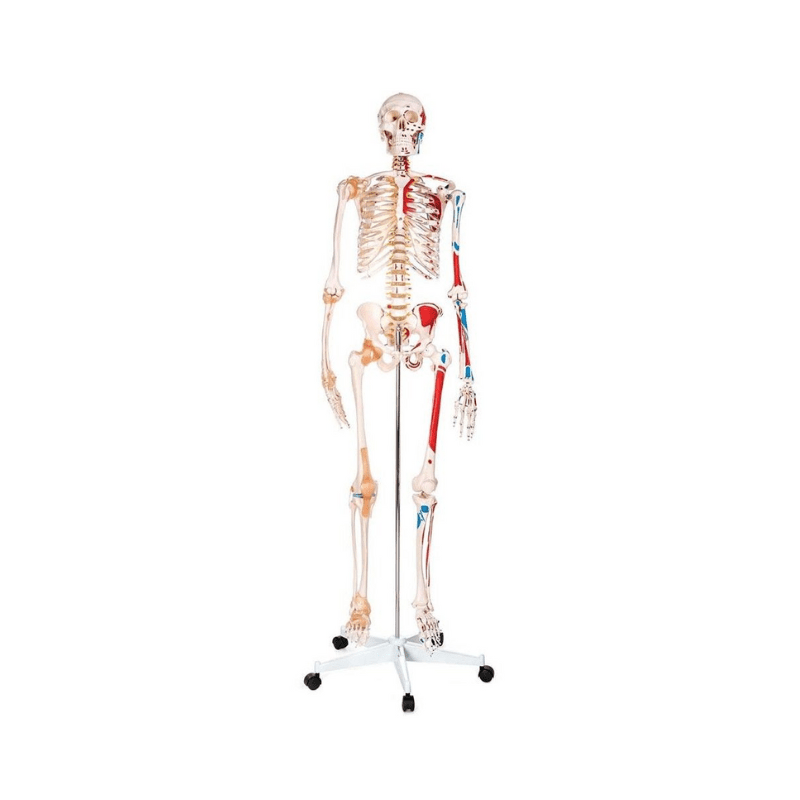 Skeleton Life - Size - Showing Muscles and Ligaments.