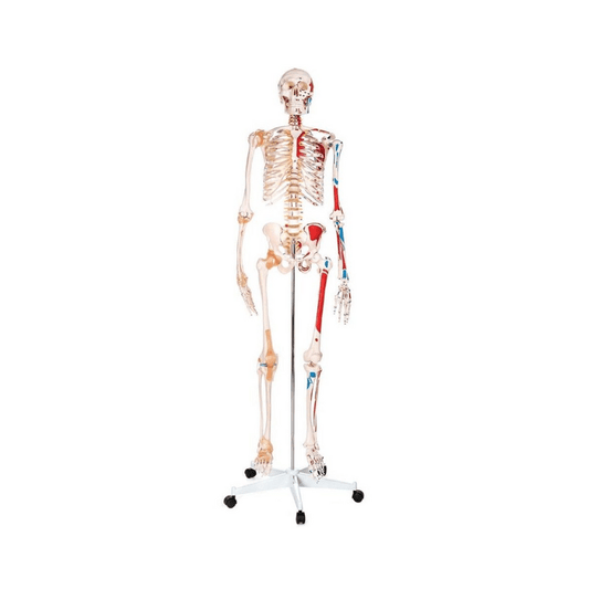 Skeleton Life - Size - Showing Muscles and Ligaments.