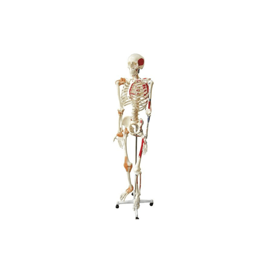 Life size human skeleton model showing articulated joints for movement demonstration