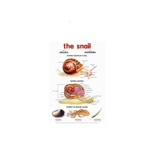 Snail - Wallchart