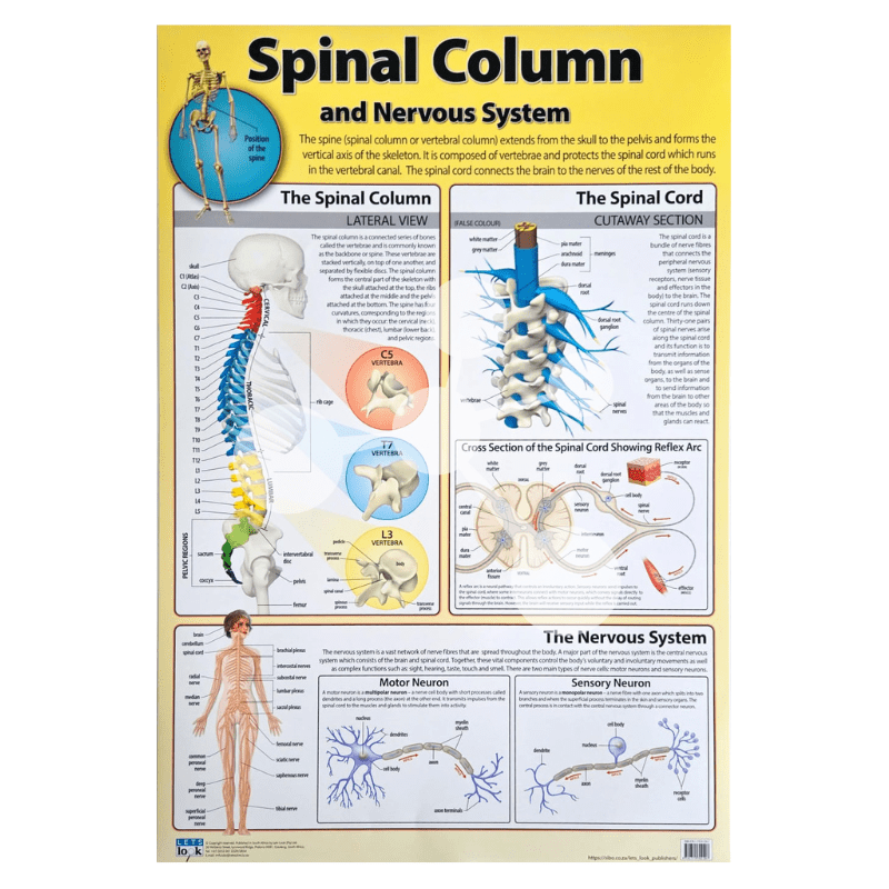 Spinal Column and Nervous System Wall Chart
