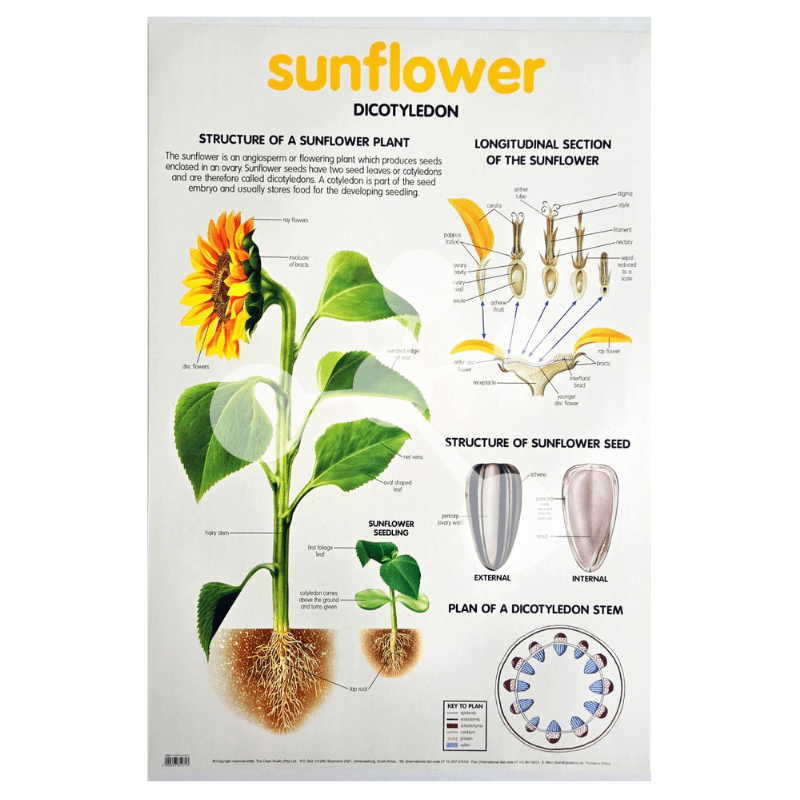 Sunflower Wall Chart