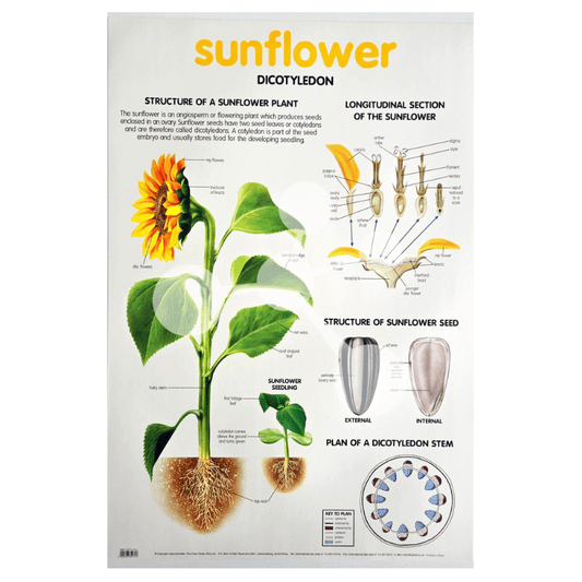 Sunflower Wall Chart