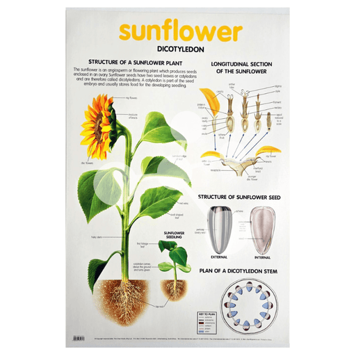 Sunflower Wall Chart