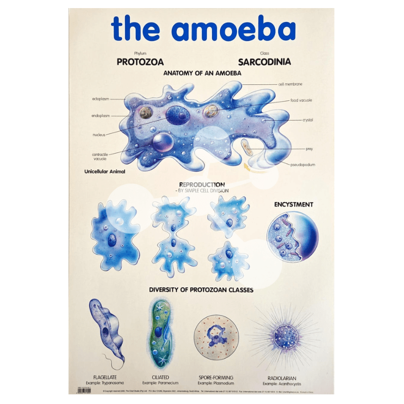 The Amoeba Wall Chart