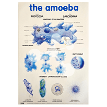 The Amoeba Wall Chart