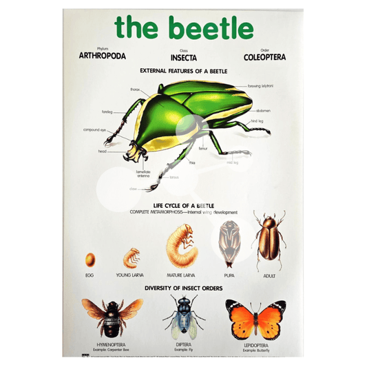 The Beetle Wall Chart