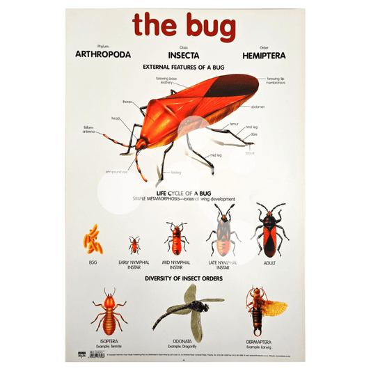The Bug Wall Chart