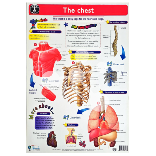 The Chest Wall Chart