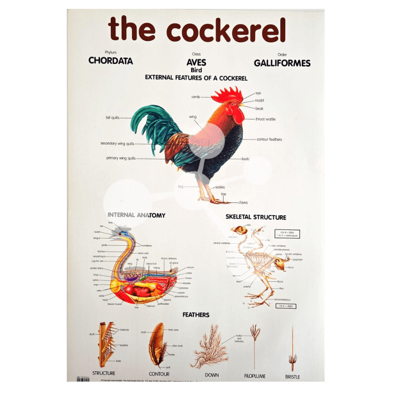 The Cockerel Wall Chart