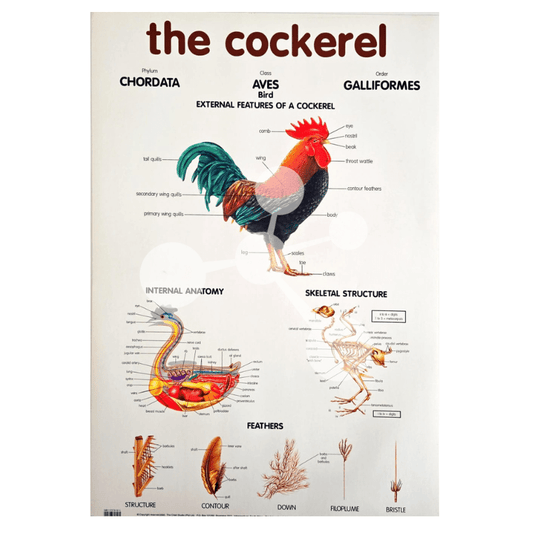 The Cockerel Wall Chart