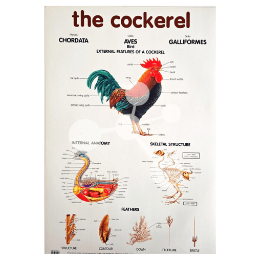 The Cockerel Wall Chart