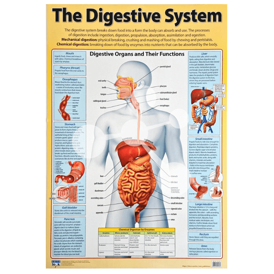 The Digestive System Wall Chart