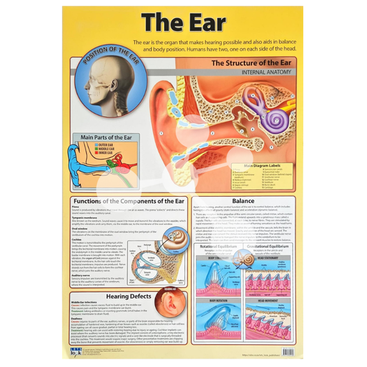 The Ear Wall Chart