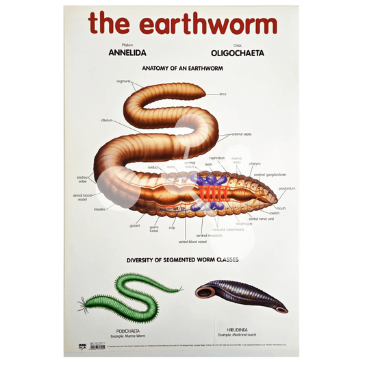 The Earthworm Wall Chart