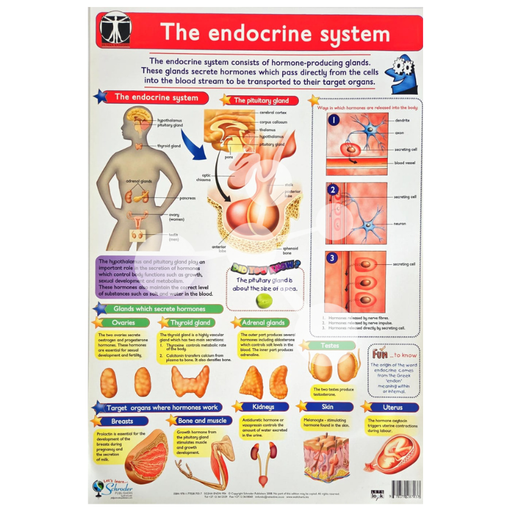 The Endocrine System Wall Chart