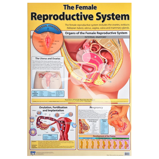 The Female Reproductive System Wall Chart