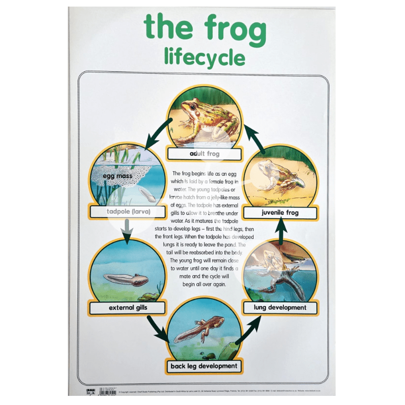 The Frog Lifecycle Wall Chart