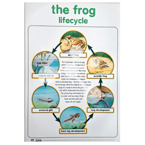 The Frog Lifecycle Wall Chart