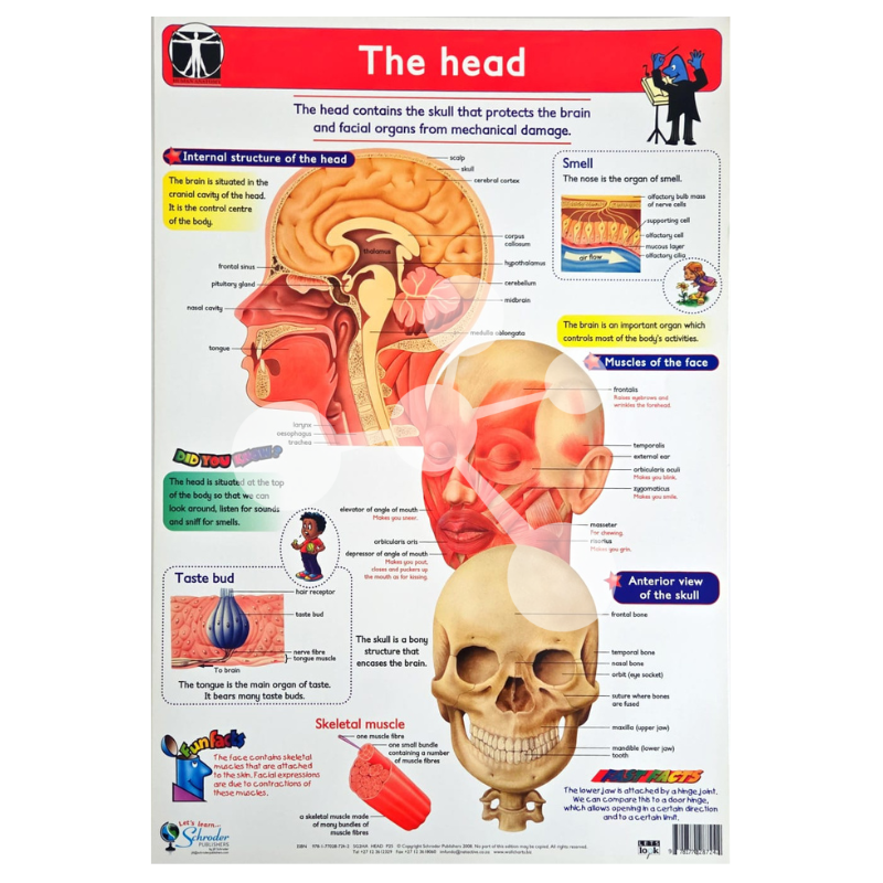 The Head Wall Chart