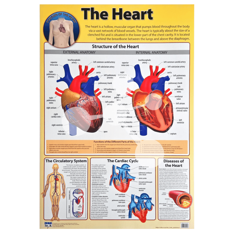 The Heart Wall Chart