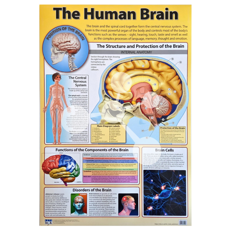 The Human Brain Wall Chart