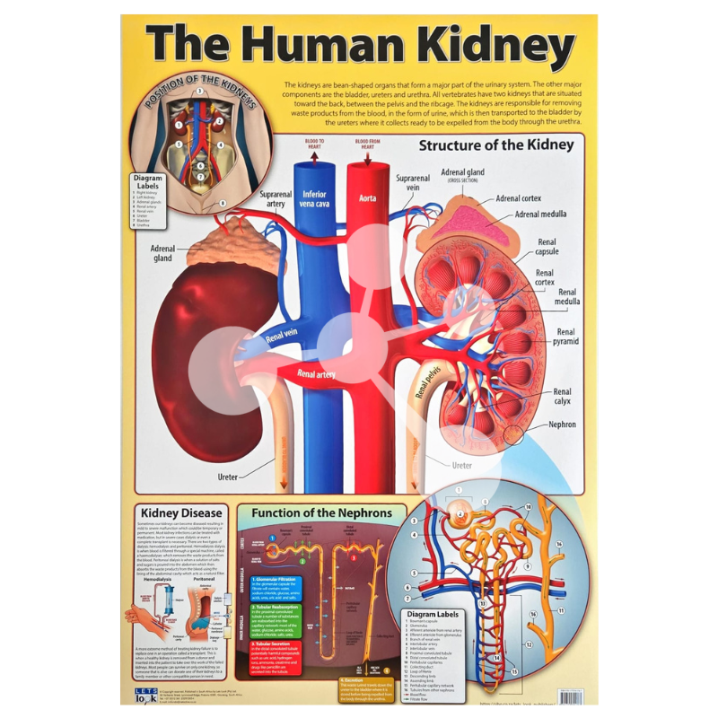 The Human Kidney Wall Chart
