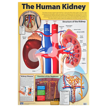 The Human Kidney Wall Chart