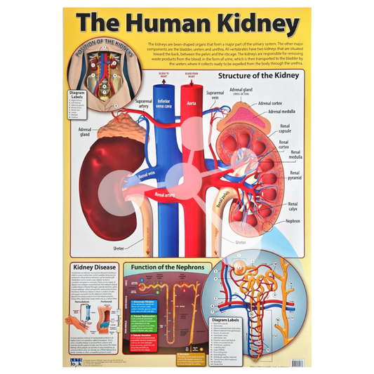 The Human Kidney Wall Chart