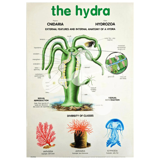 The Hydra Wall Chart