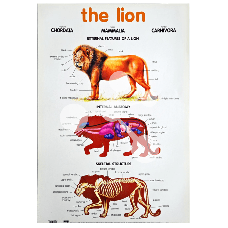 The Lion Wall Chart