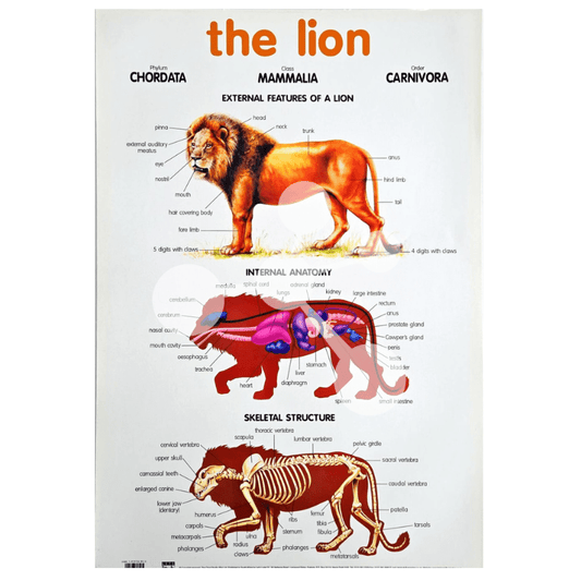 The Lion Wall Chart