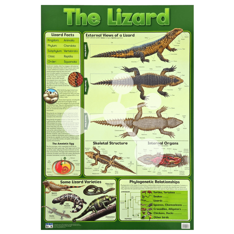 The Lizard Wall Chart