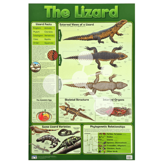 The Lizard Wall Chart