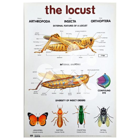 The Locust Wall Chart