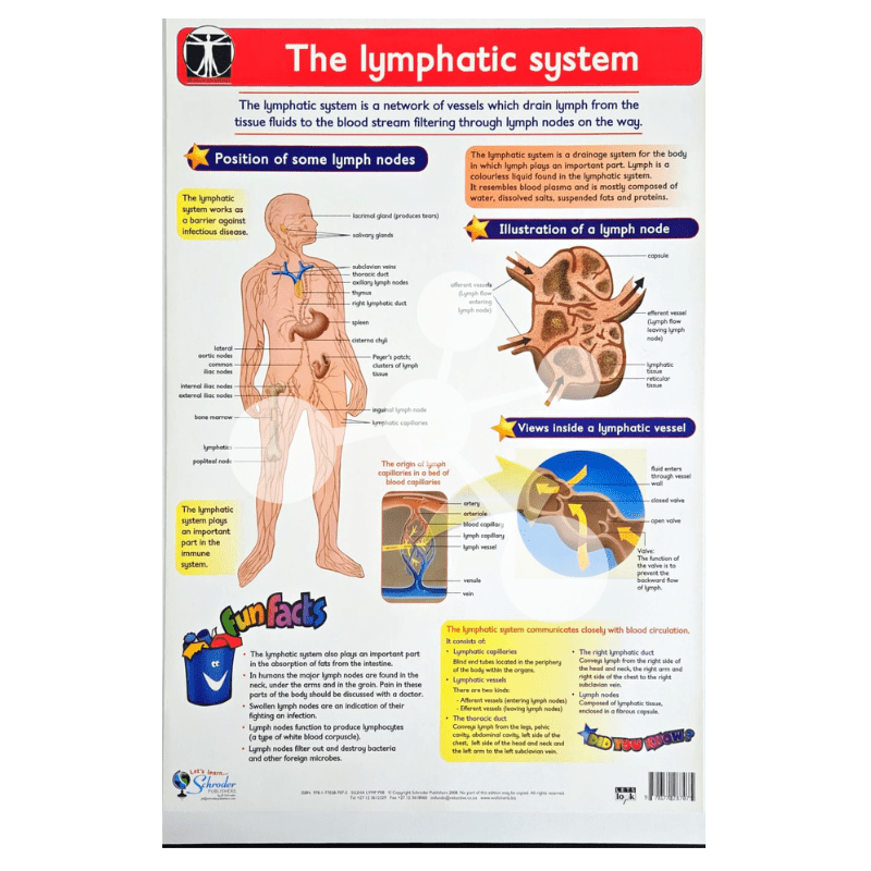 The Lymphatic System Wall Chart