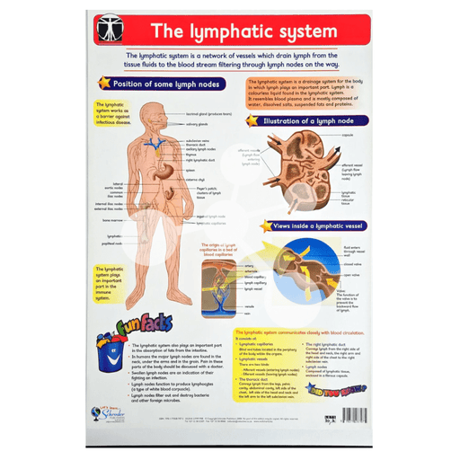 The Lymphatic System Wall Chart