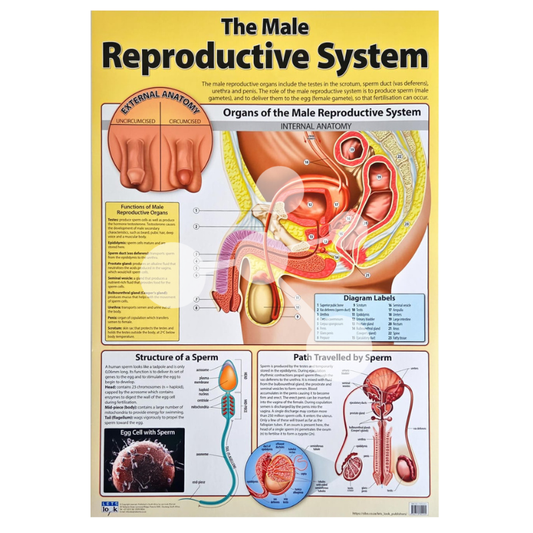 The Male Reproductive System Wall Chart